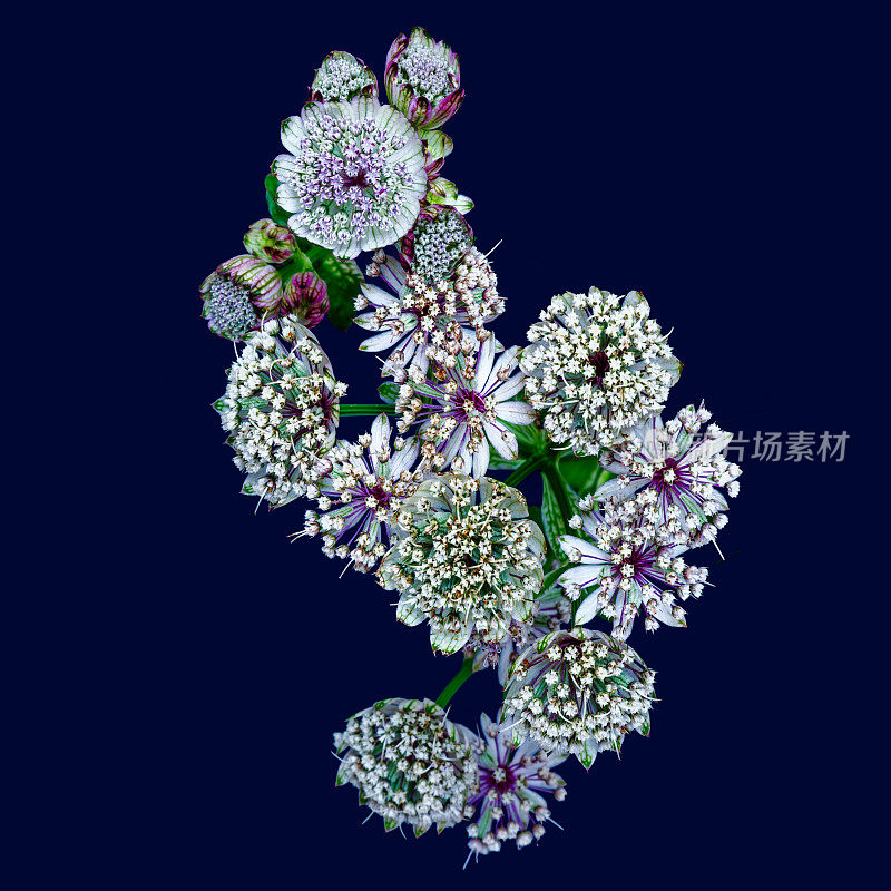 花簇的astrantia花在大胆的蓝色背景与古董绘画风格的详细结构，fine art静物花卉颜色宏观一束孤立的花